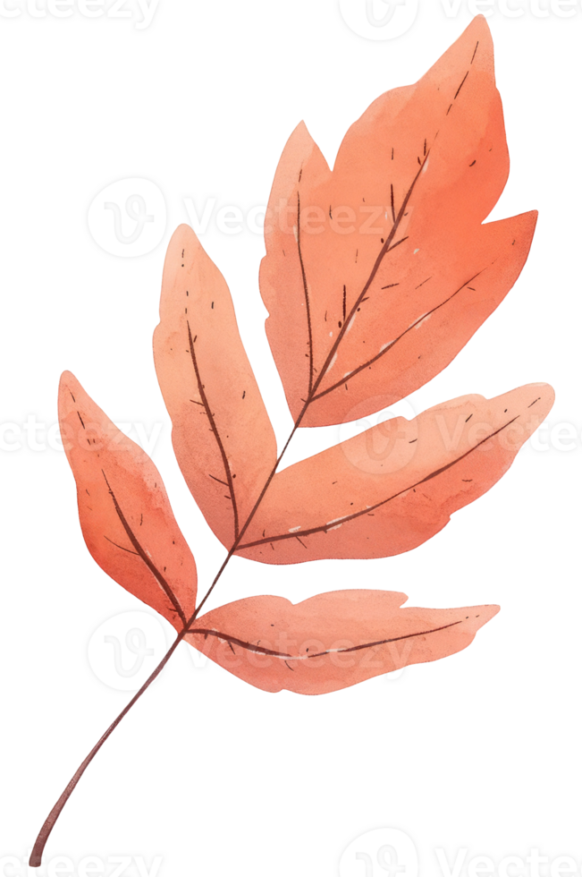 Watercolor autumn leaves isolated on transparent background, colored autumn plants illustrations png