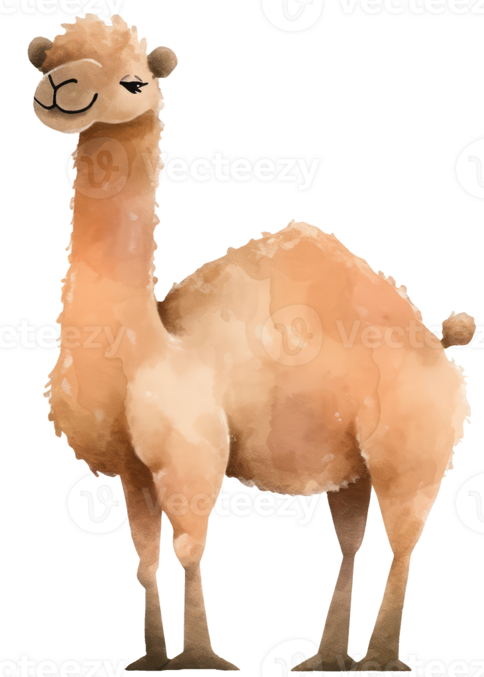 Watercolor camel animal isolated on transparent background, baby illustration png