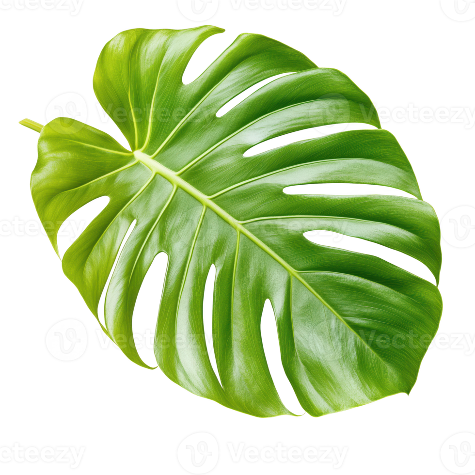 A vibrant, fresh monstera leaf showcasing its intricate patterns and lush green color, ideal for nature and botanical themes. png