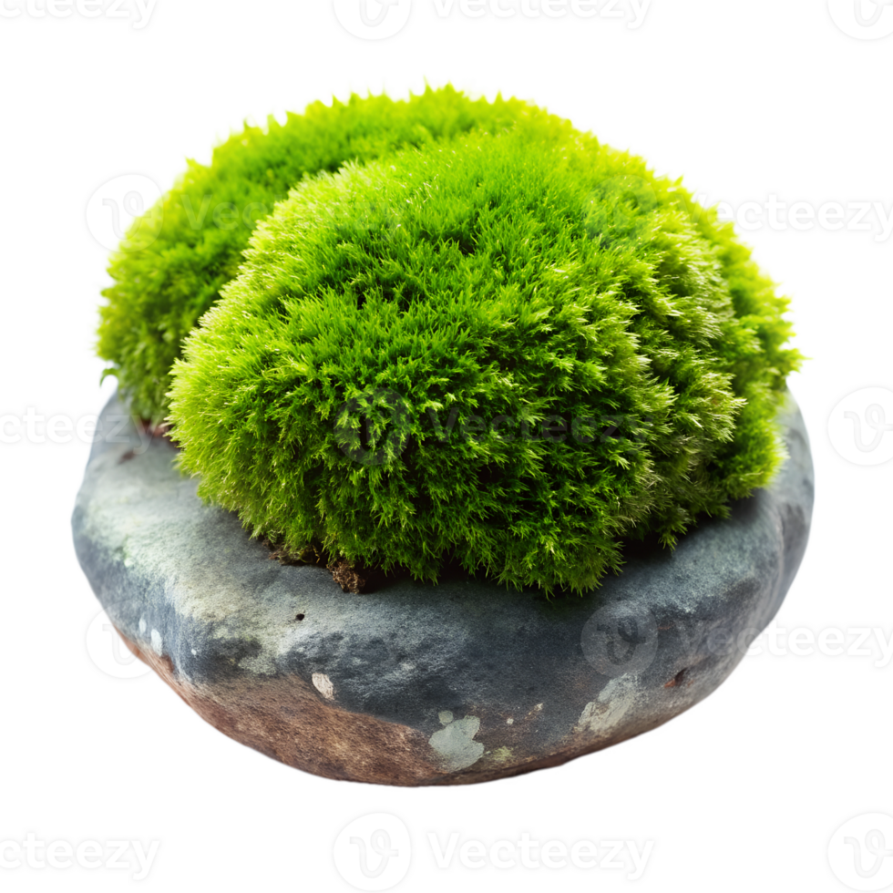 green moss on stone png