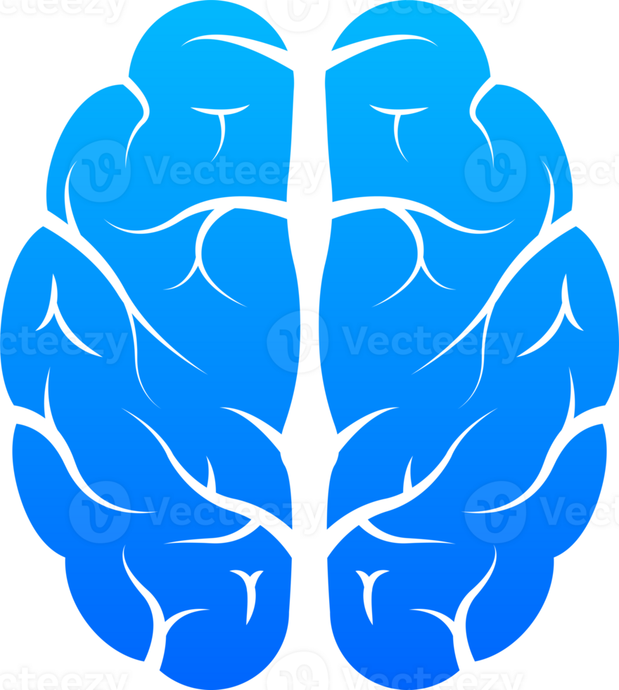 Human brain medical. Internal organ. Neural network. Brainstorming, idea. png