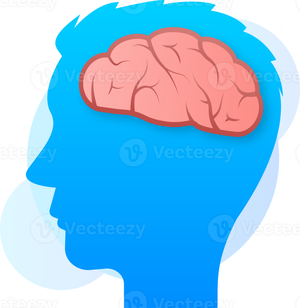 Human brain medical. Internal organ. Neural network. Brainstorming, idea. png