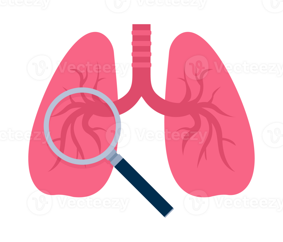 Lung inspection icon. Lung with magnifier searching. Lung cancer, trachea. png