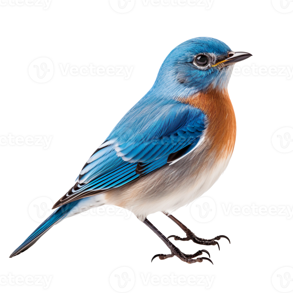 blue bird isolated on transparent background png
