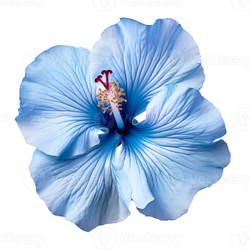 blue hibiscus flower isolated on transparent background png