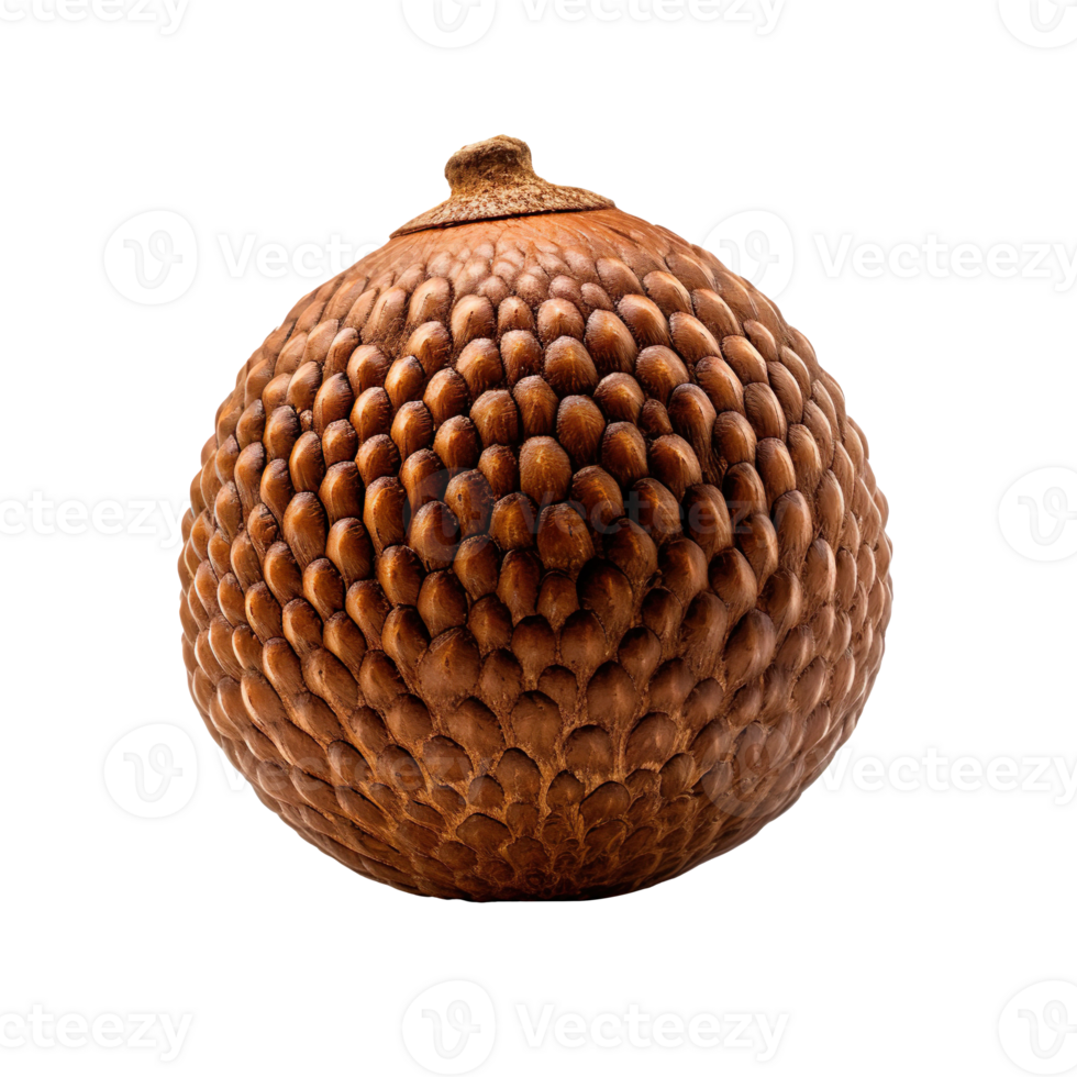 Brown acorn oak nut isolated on transparent background png