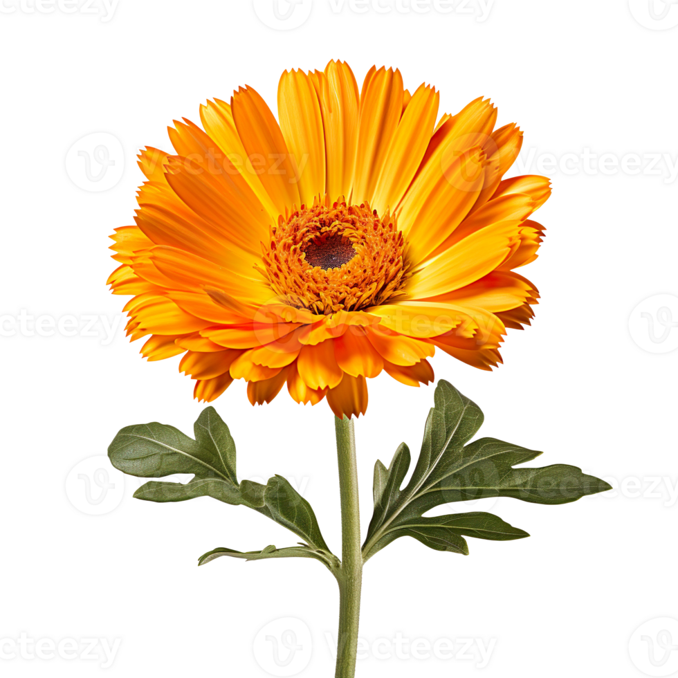 Calendula flower isolated on transparent background png