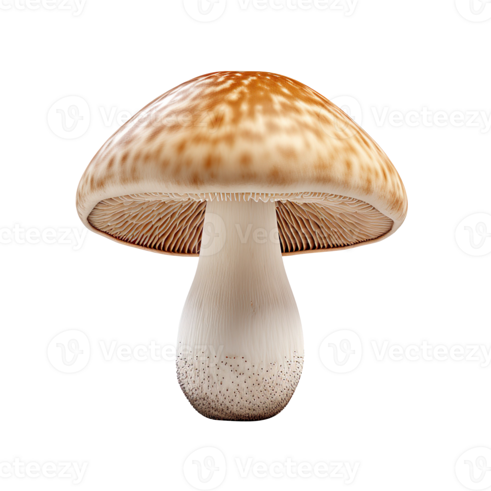 Champignon Mushroom isolated on transparent background png