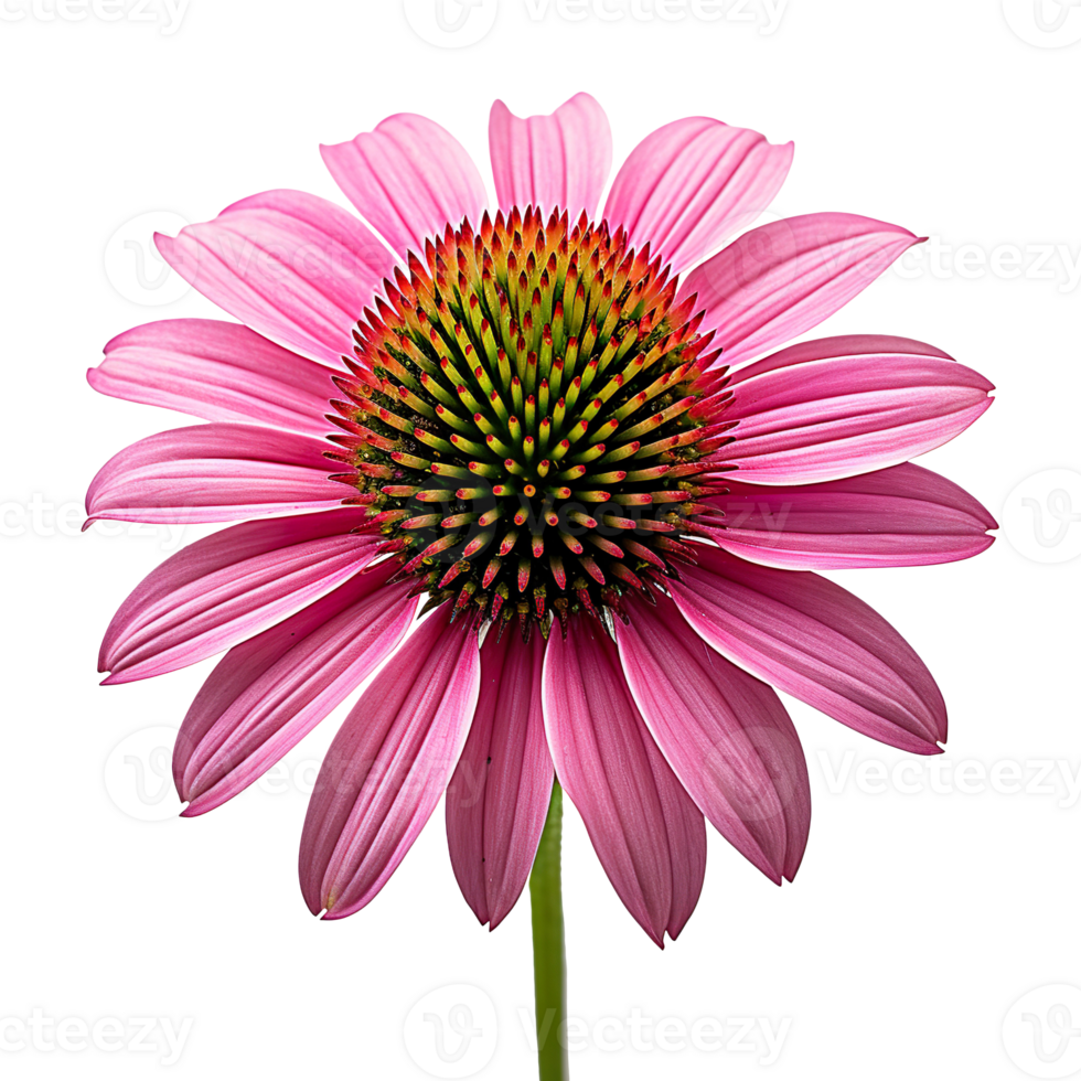 Coneflower isolated on transparent background png
