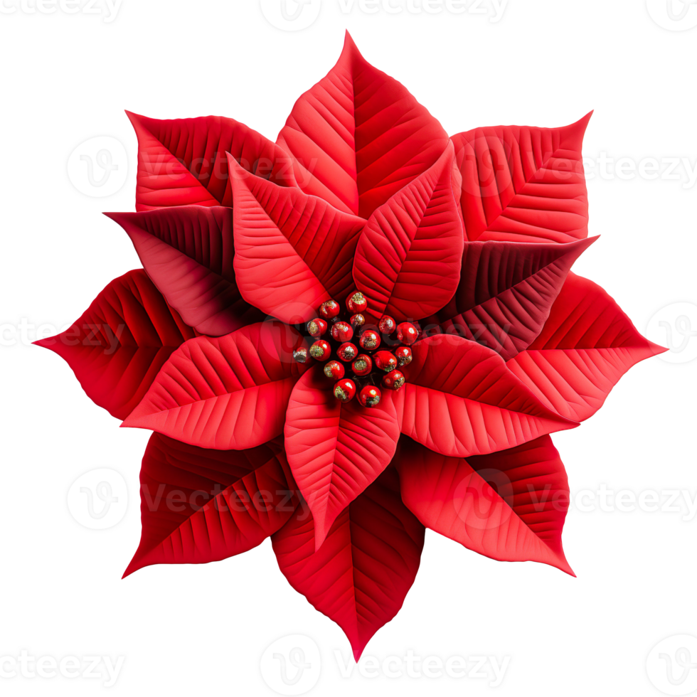 Christmas Poinsettia flower isolated on transparent background png