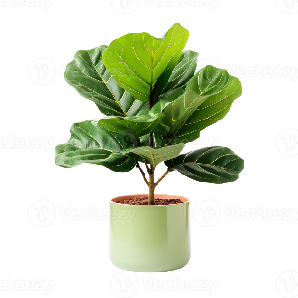 Fiddle Leaf Fig plant in a pot isolated on transparent background png