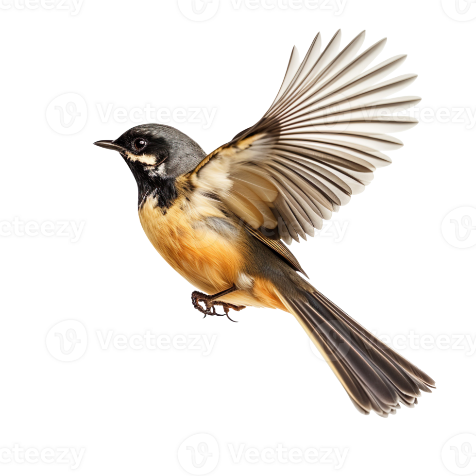 Fantail Bird in flight isolated on transparent background png