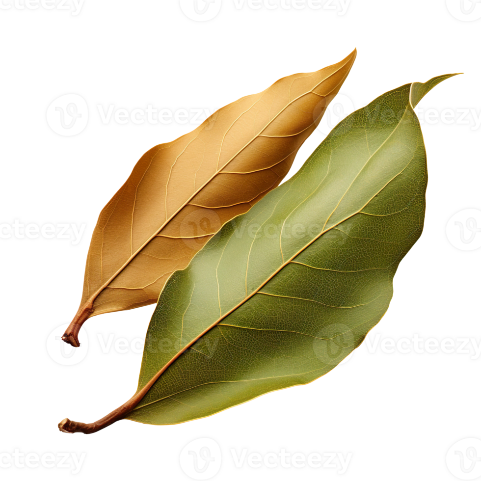 Dried bay leaf isolated on transparent background png