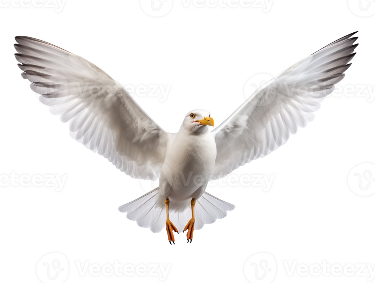 Flying Seagull isolated on transparent background png