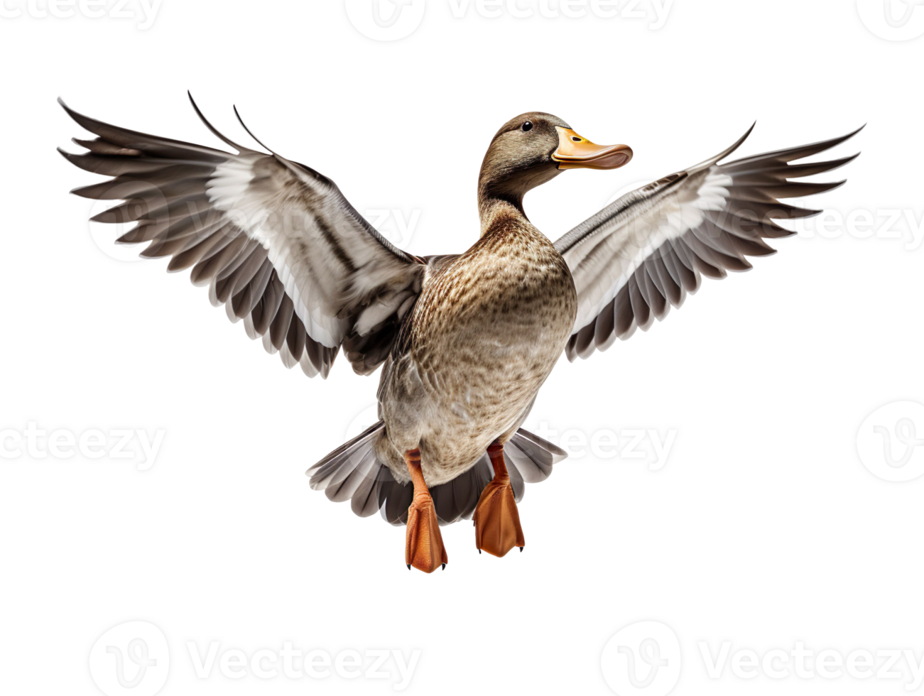 Flying duck isolated on transparent background png