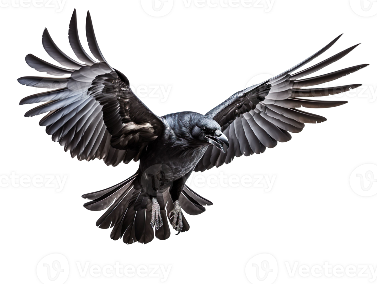 flying crow isolated on transparent background png