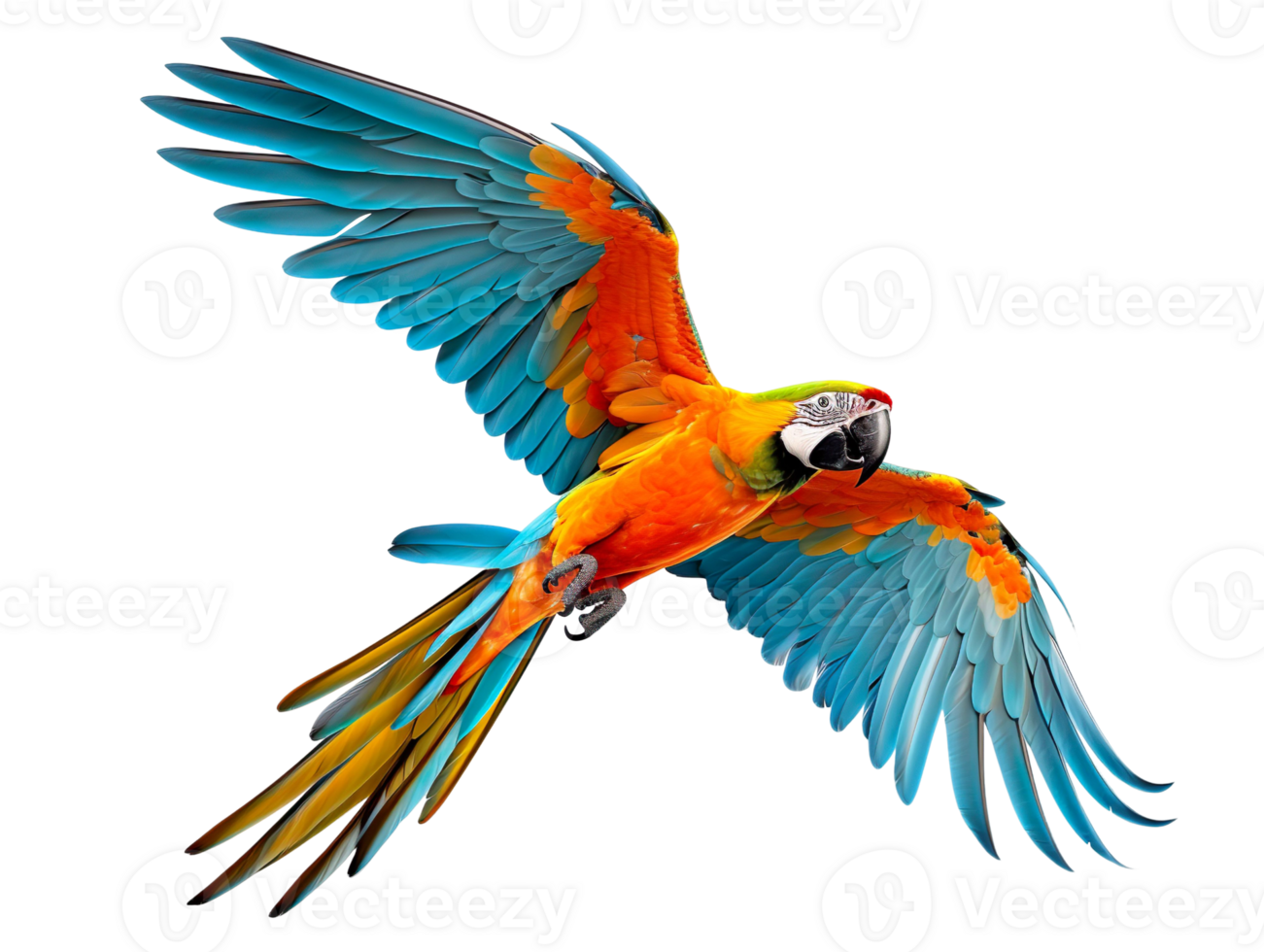 Flying macaw parrot isolated on transparent background png