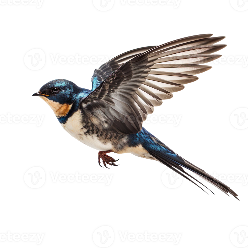 flying swallow isolated on transparent background png
