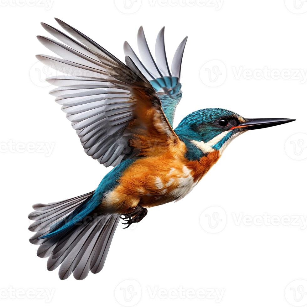 Flying kingfisher bird isolated on transparent background png