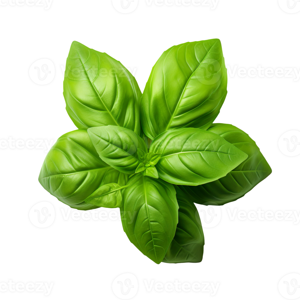 fresh basil leaves isolated on transparent background png