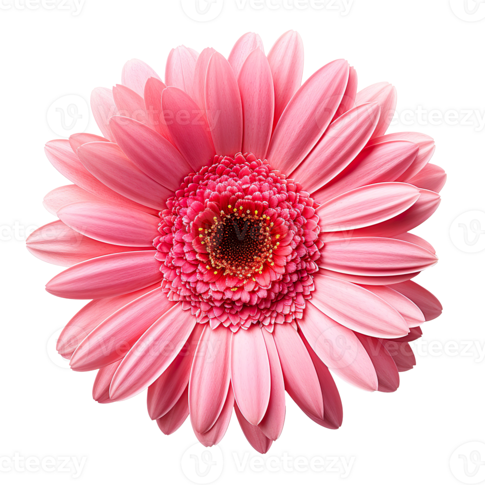 gerbera flower isolated on transparent background png