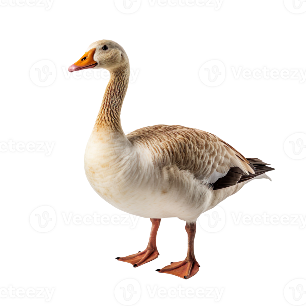 goose isolated on transparent background png