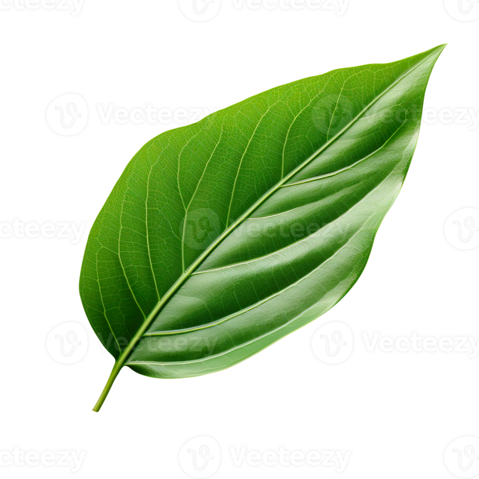 green leaf isolated on transparent background png
