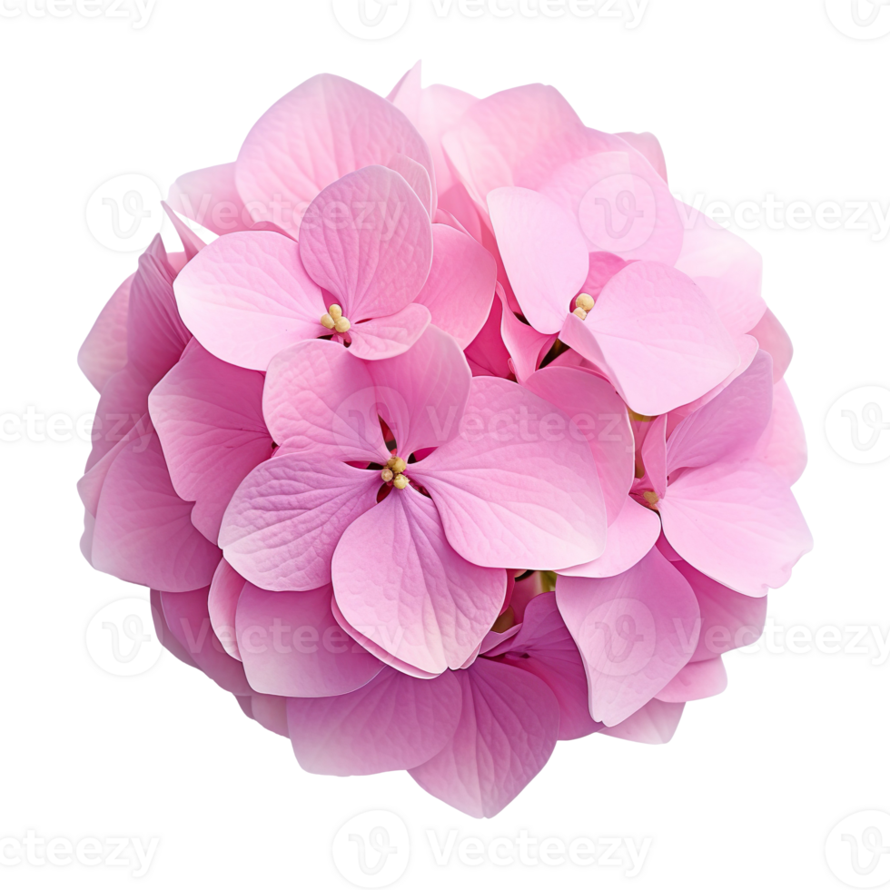 Hydrangea flower isolated on transparent background png