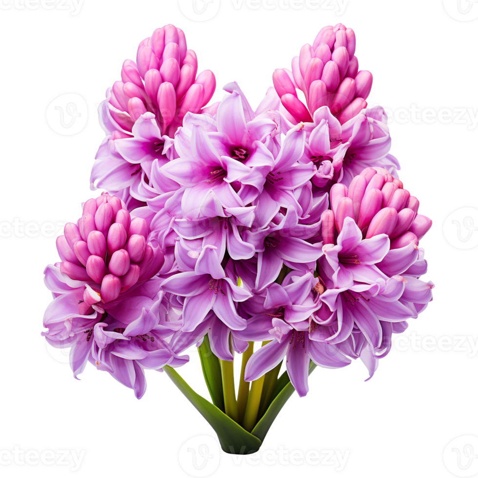 Hyacinth flower isolated on transparent background png