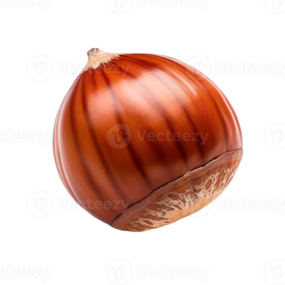 Hazelnut isolated on transparent background png