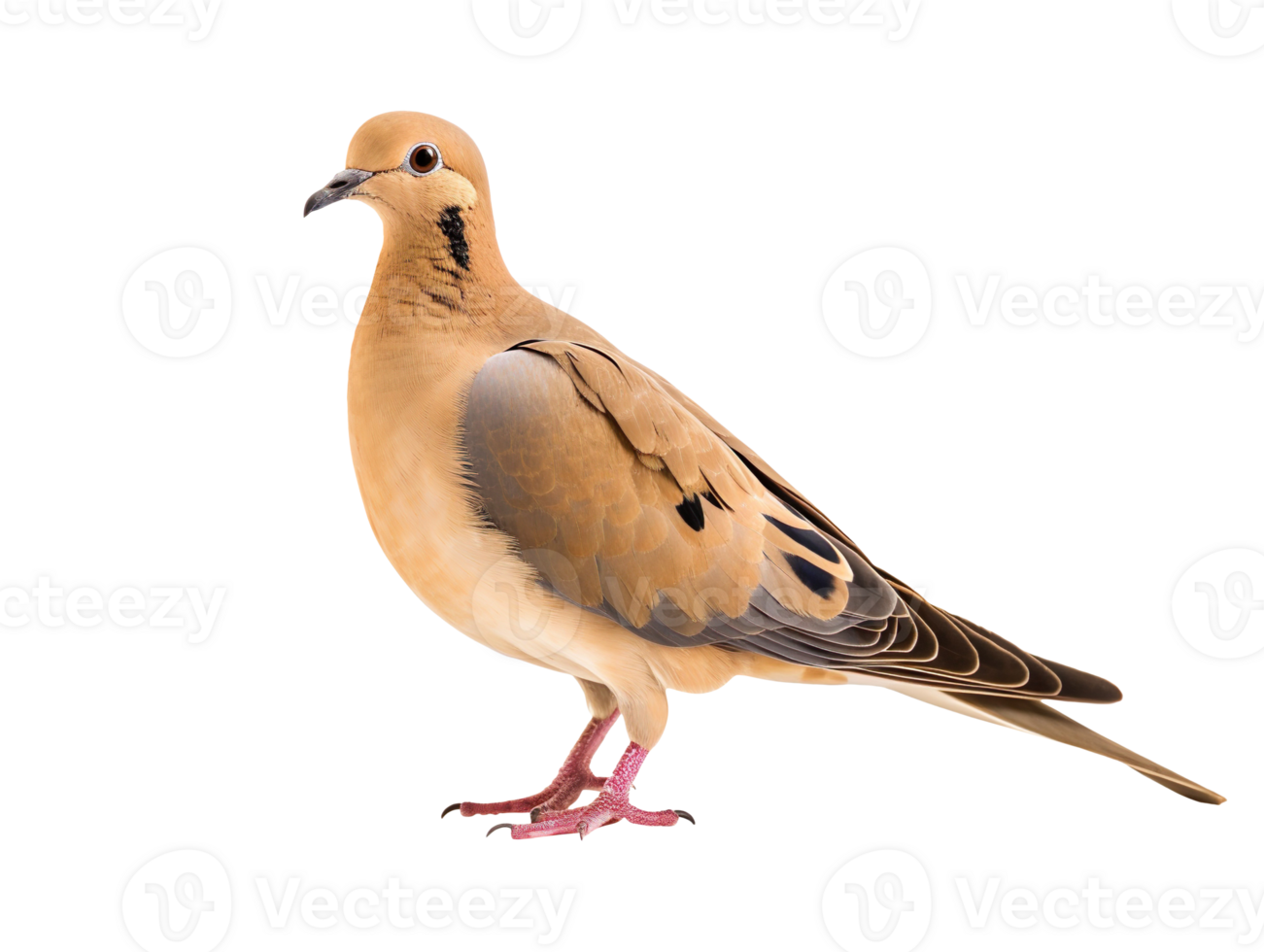 mourning dove bird isolated on transparent background png