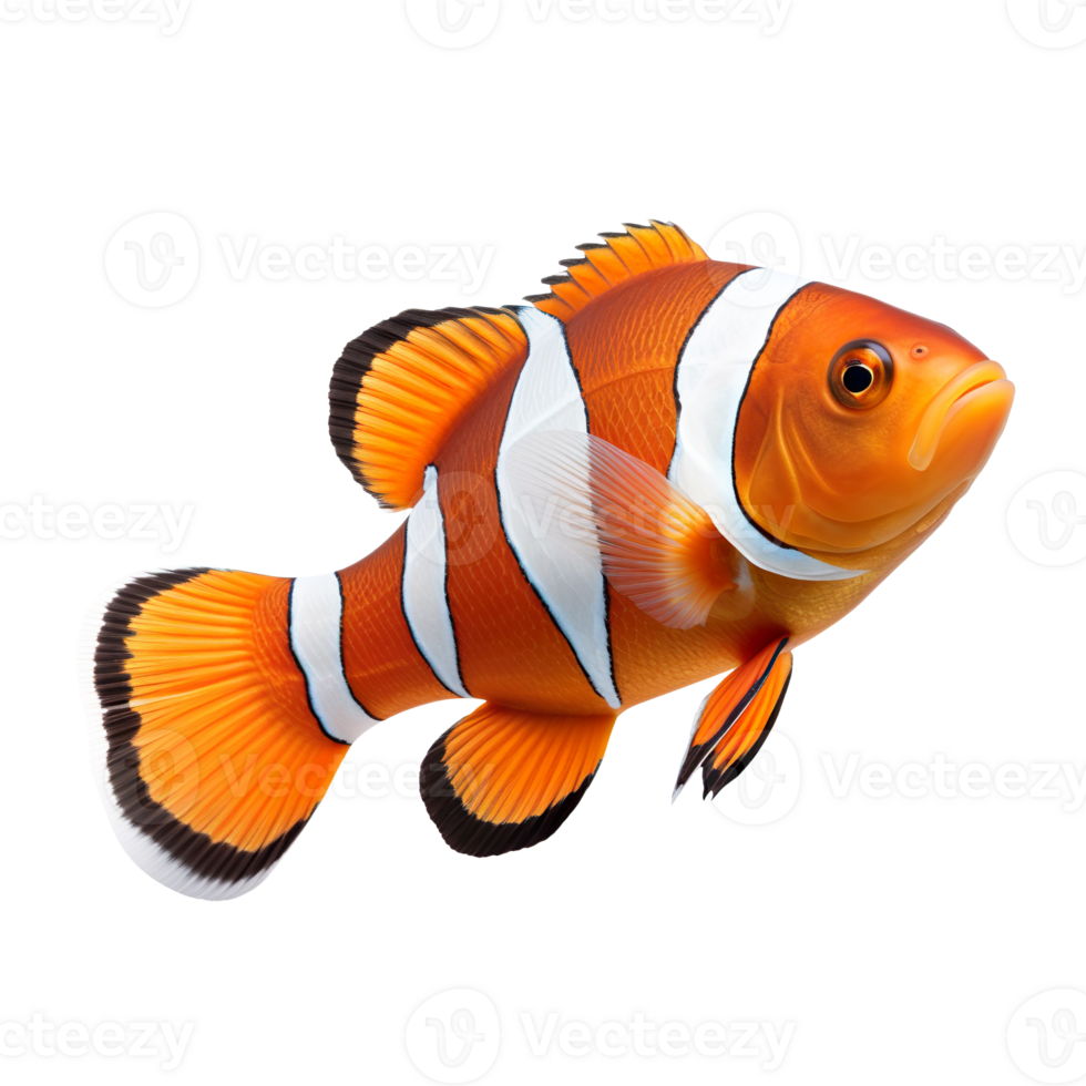 nemo sea fish isolated on transparent background png