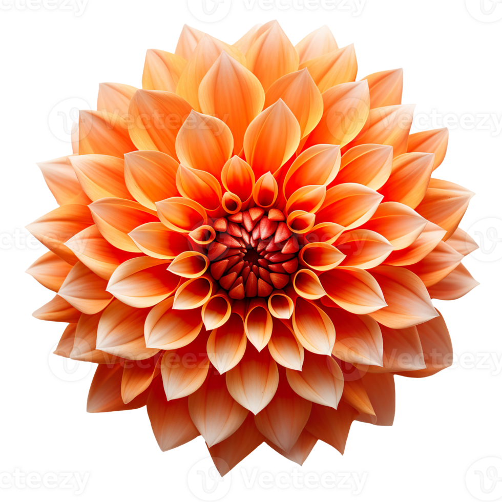 orange dahlia flower isolated on transparent background png