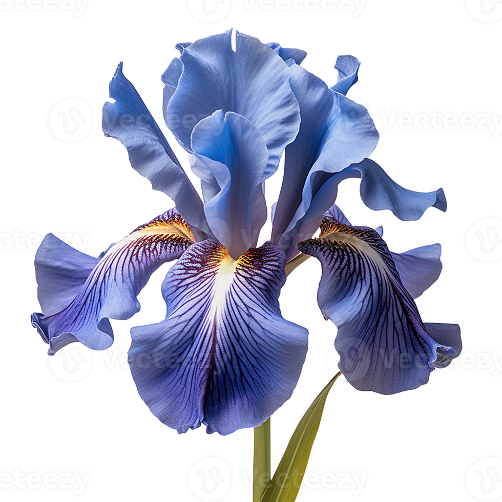 Foto av en blå iris blomma isolerat på transparent bakgrund png