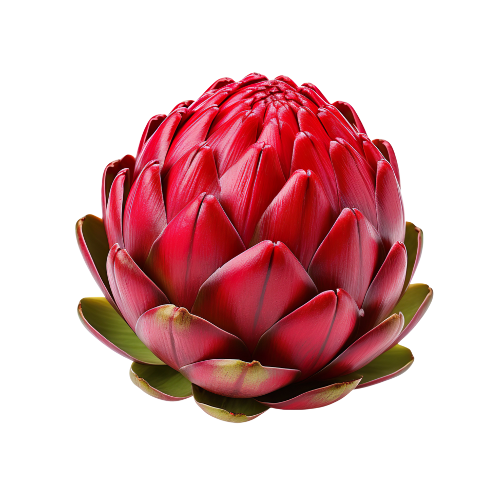 Red Artichoke Isolated On Transparent Background 50704951 PNG Red Artichoke Isolated On Transparent Background Free Png