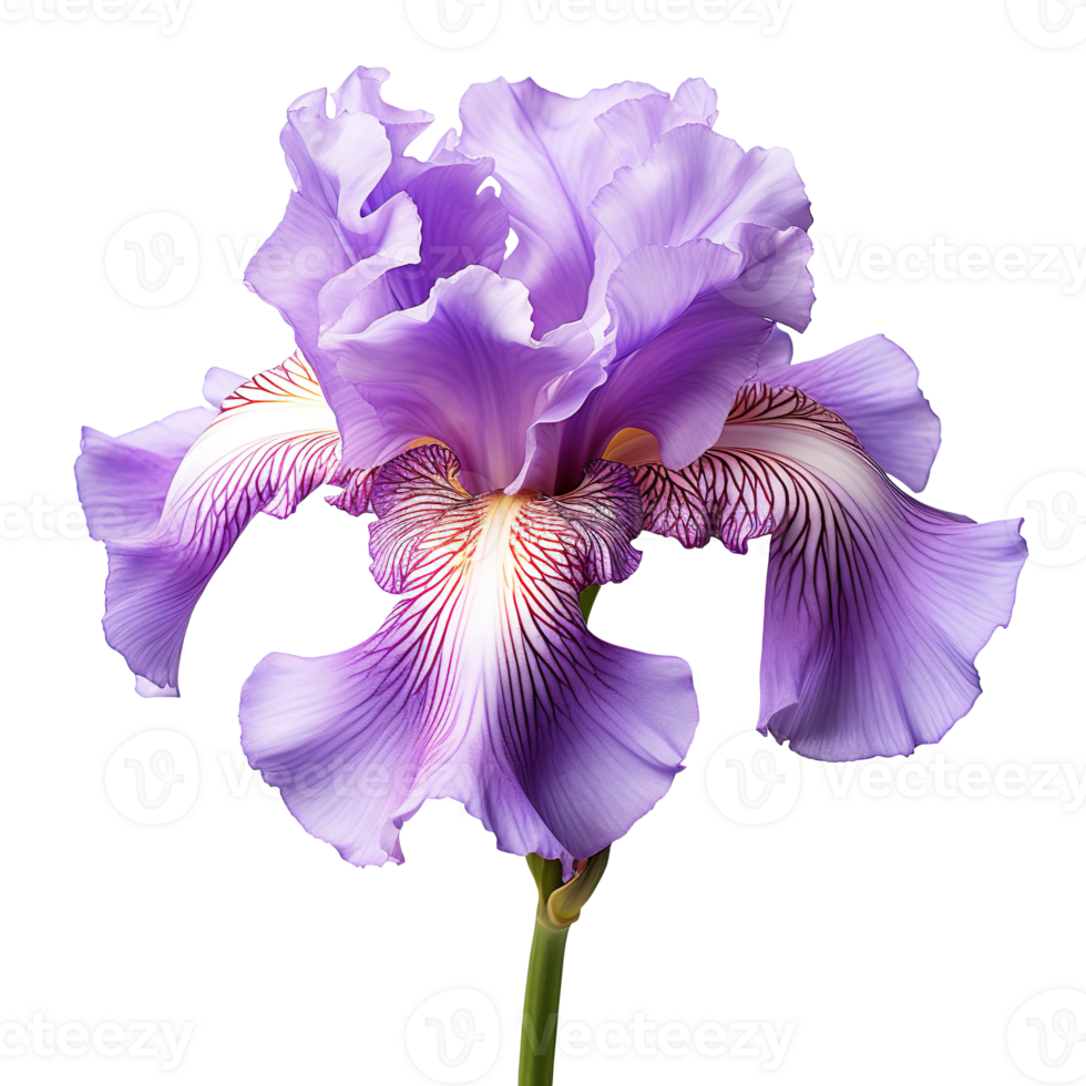 purple iris flower isolated on transparent background png