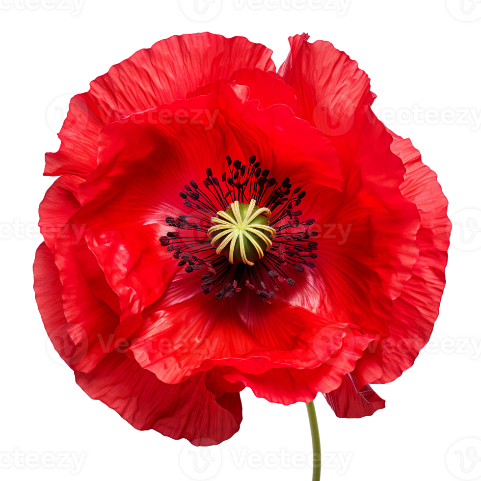red poppy flower isolated on transparent background png