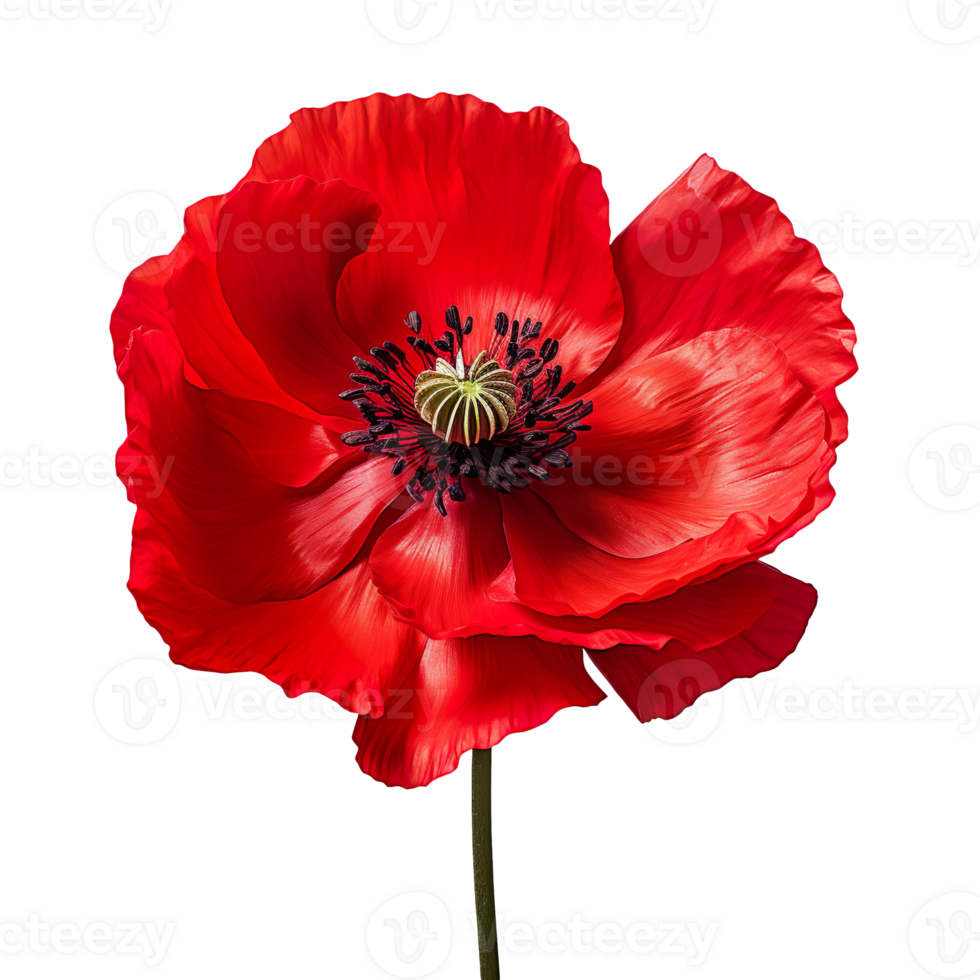 poppy flower isolated on transparent background png