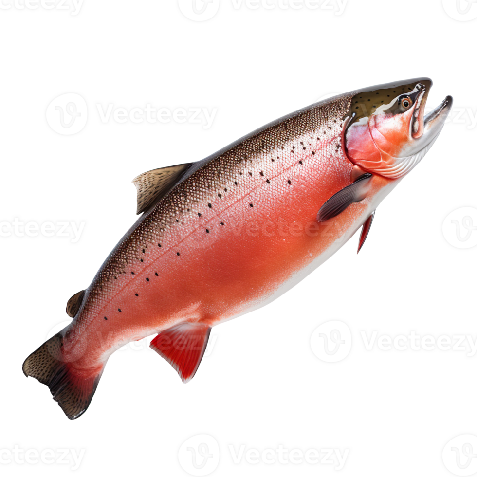 raw trout fish isolated on transparent background png