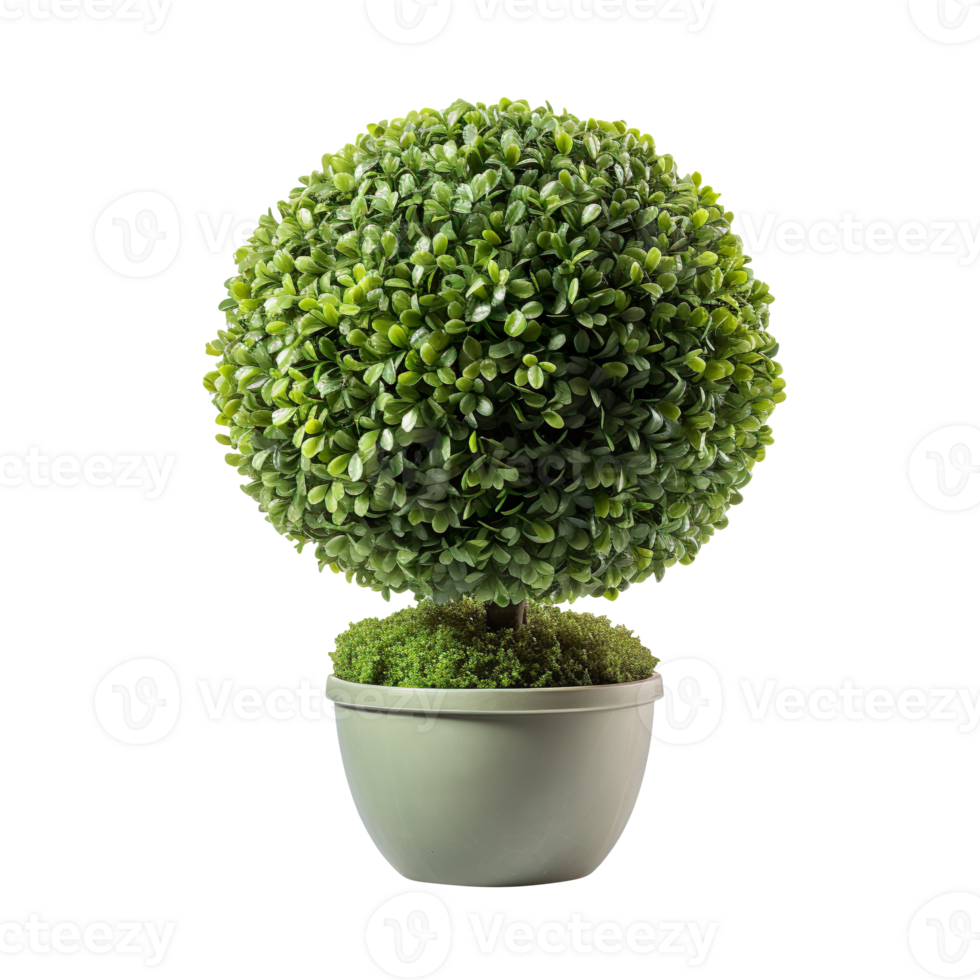 Sphere Topiary in a Pot isolated on transparent background png