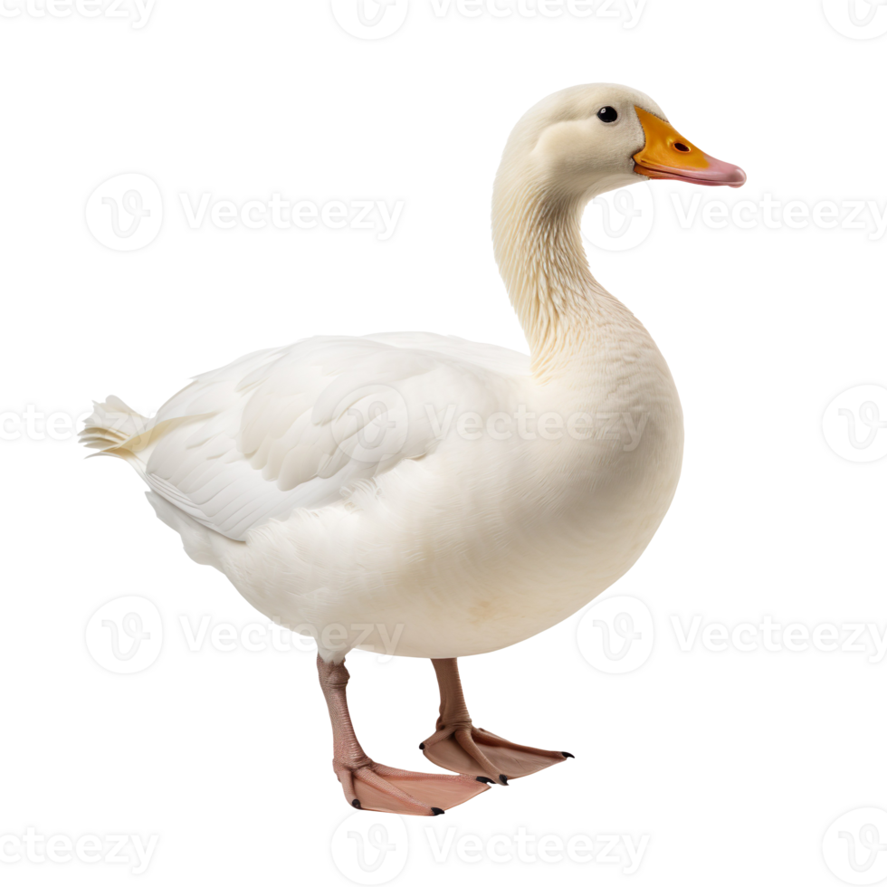 white duck isolated on transparent background png