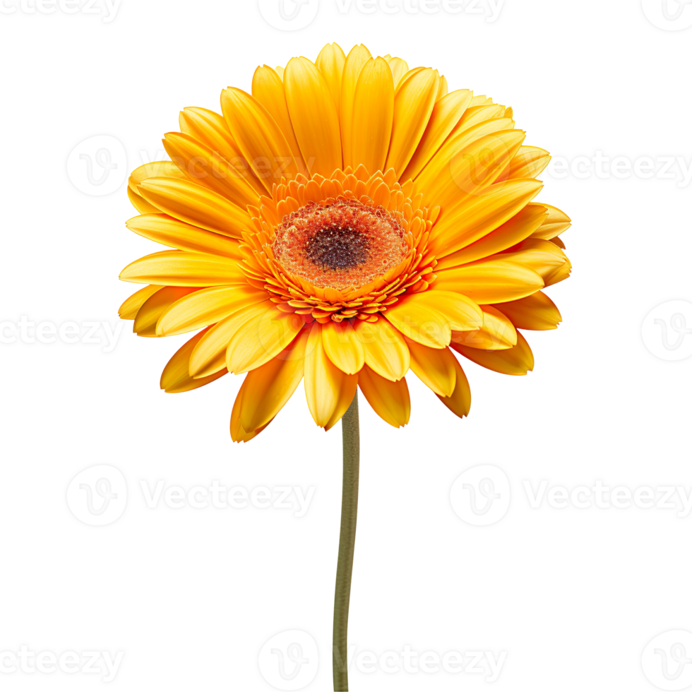 yellow gerber daisy isolated on transparent background png
