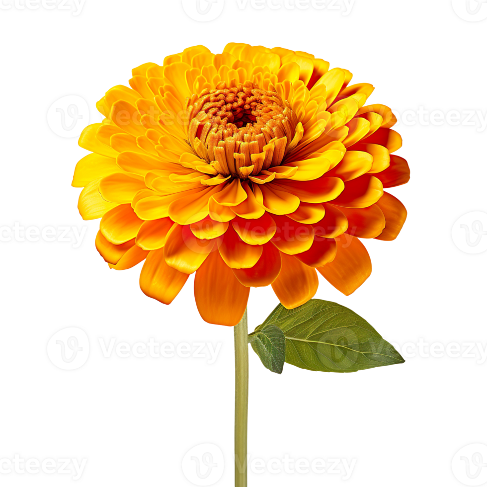 Yellow zinnia flower with a stem isolated on transparent background png