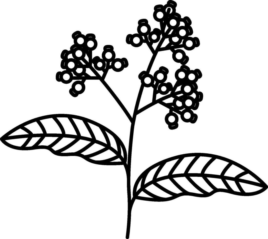 A black and white drawing of a plant with leaves vector