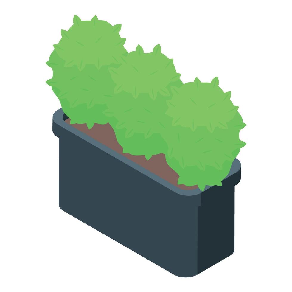 Green round ornamental shrubs growing in long grey flowerpot vector