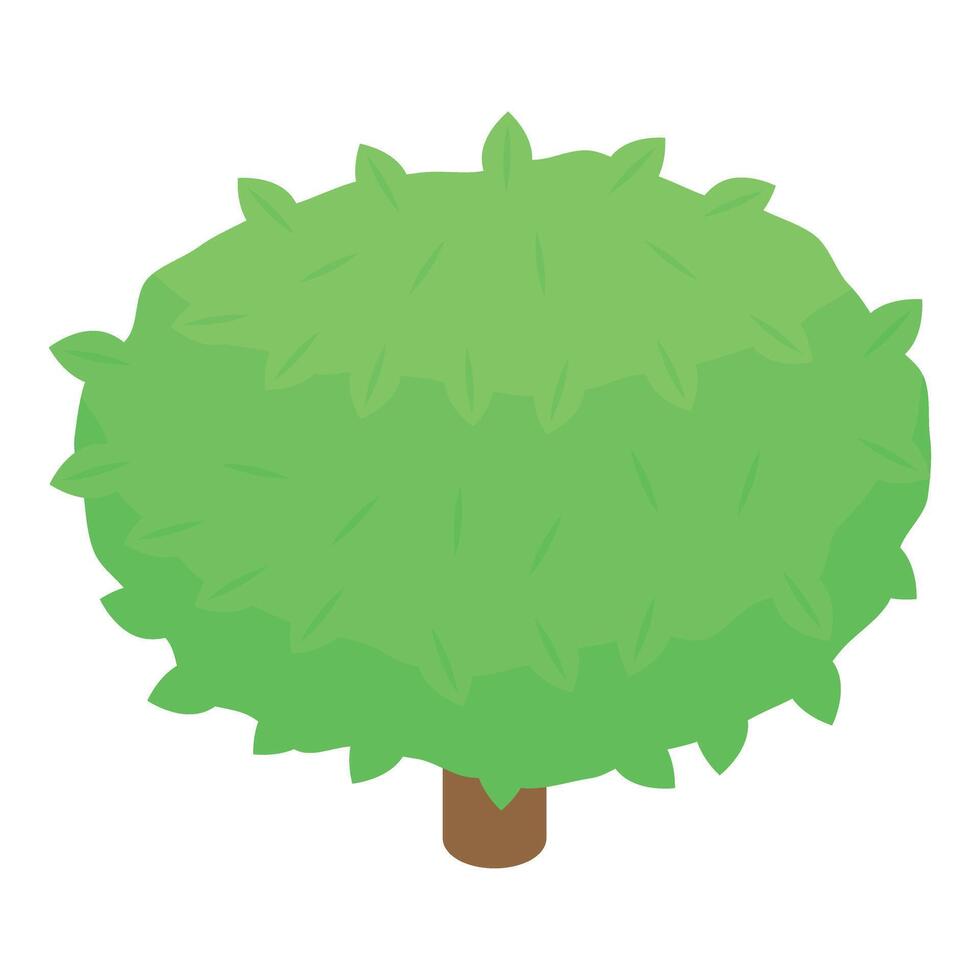 Small green tree growing lush foliage isometric view vector
