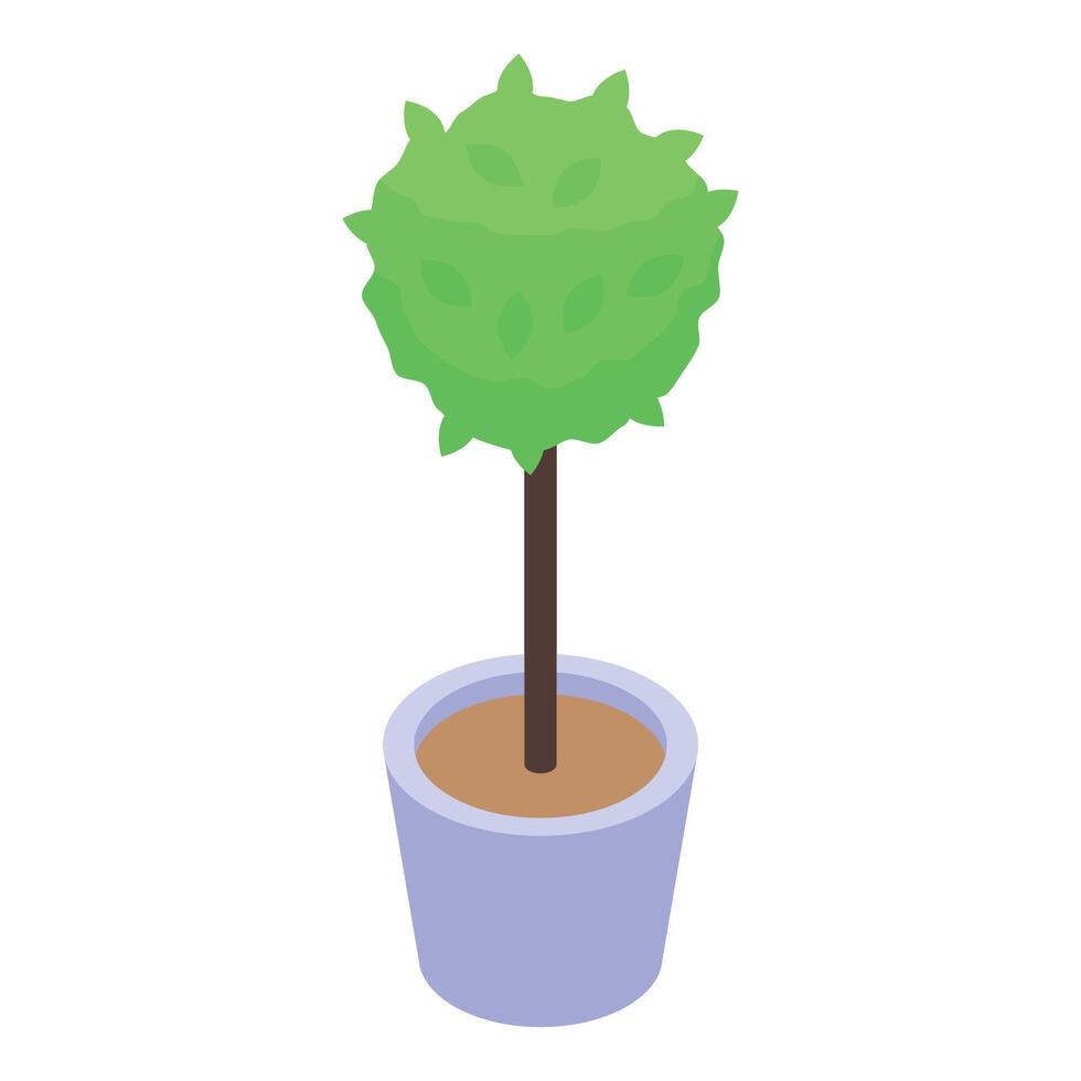 Ornamental tree growing in pot isometric view vector