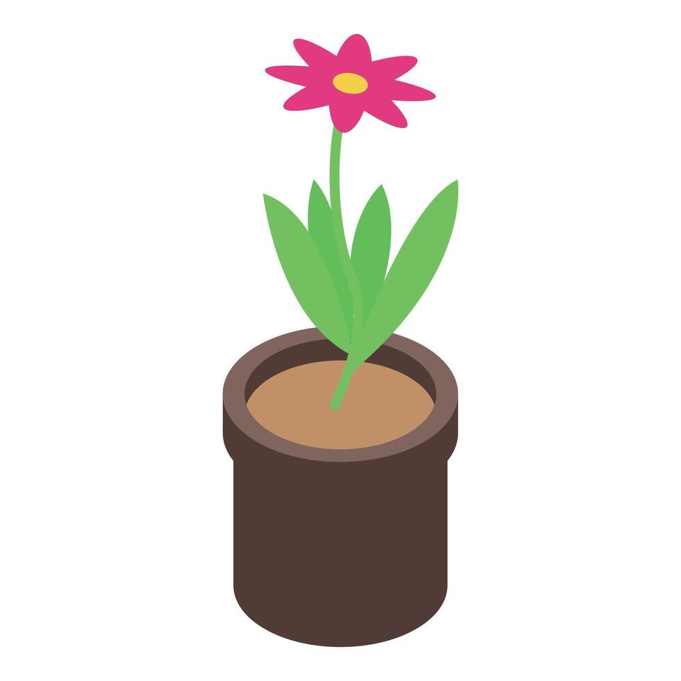 Pink daisy flower growing in a brown pot isometric view vector