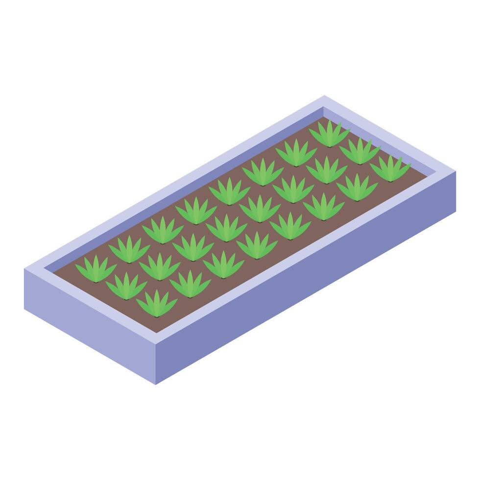 Home gardening growing plants in raised bed isometric view vector