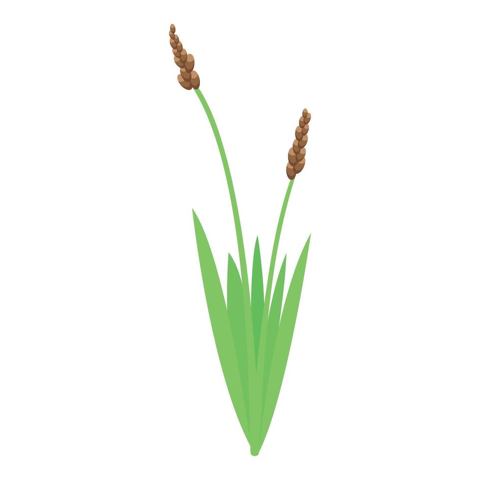Two brown cattails growing in green grass blades vector